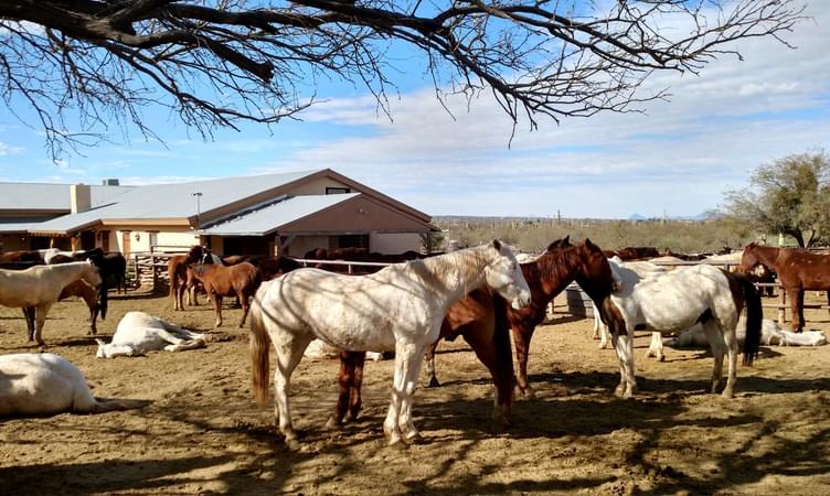 Awana Horse Ranch