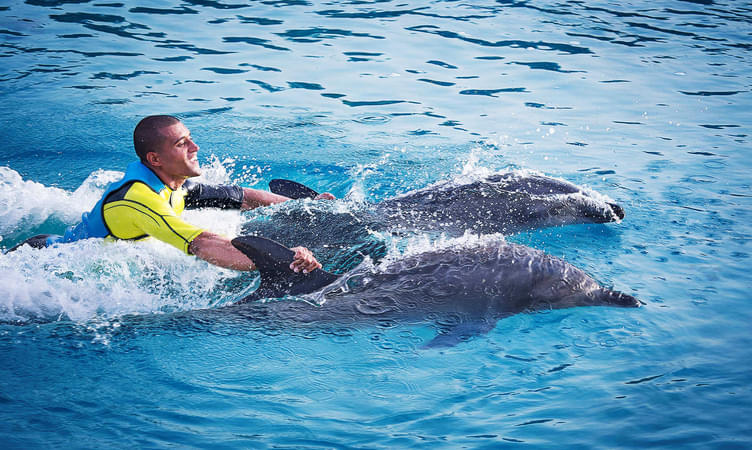 Experience Dolphin Encounter at Dolphin Bay