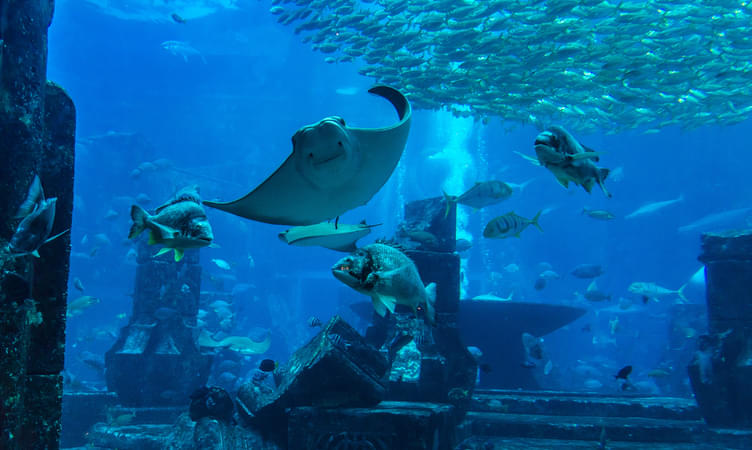 Visit Dubai Mall Aquarium & Underwater Zoo