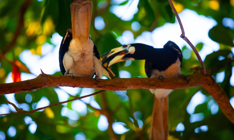 Watch beautiful birds at Penang Bird Park