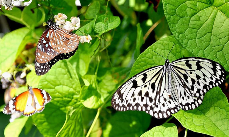 Penang Butterfly Park, Entopia