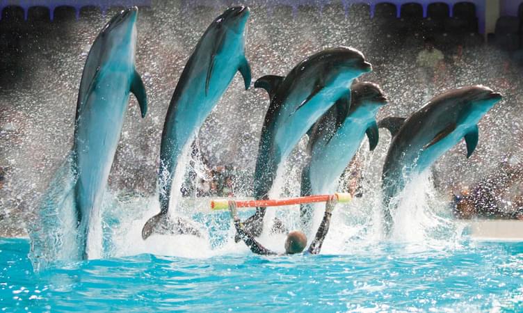 Watch the Dolphins at Dubai Dolphinarium