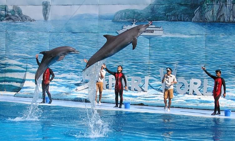 Watch Dolphins Dance at Safari World
