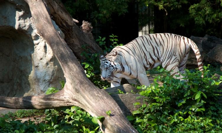 Visit the Dusit Zoo