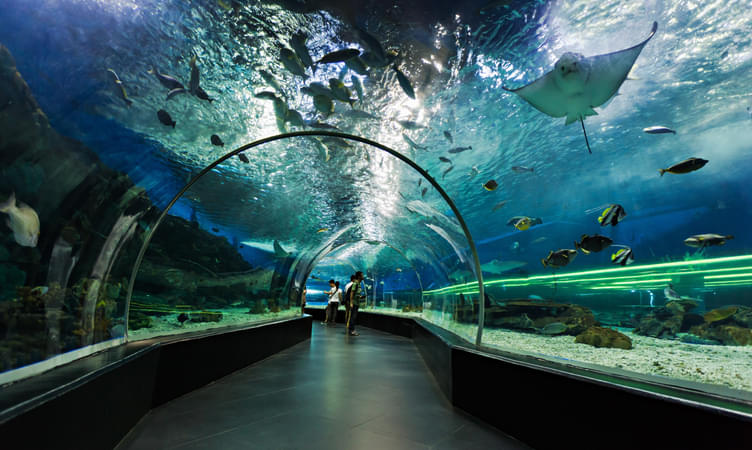 Visit the Dubai Aquarium and Underwater Zoo