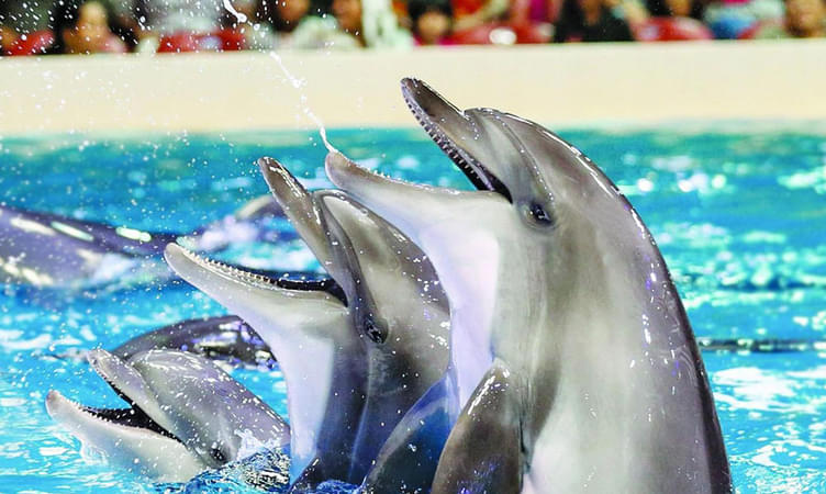 Visit Dubai Dolphinarium