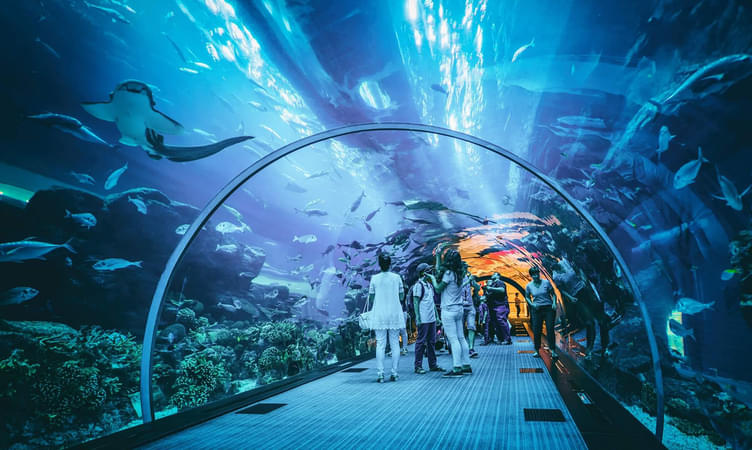 Visit Dubai Aquarium and Underwater Zoo
