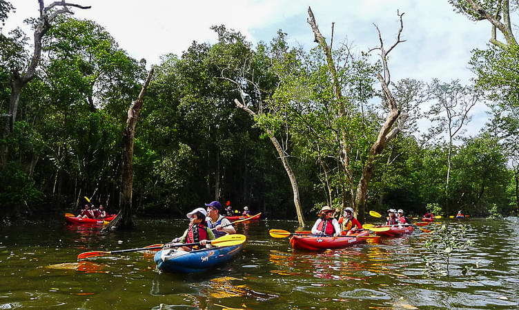 Kayaking at Mandai Mangrove
