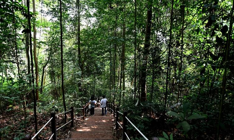 Bukit Timah Nature Reserve Singapore