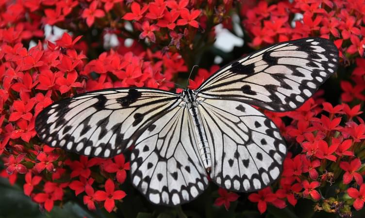 Explore The Butterfly Garden