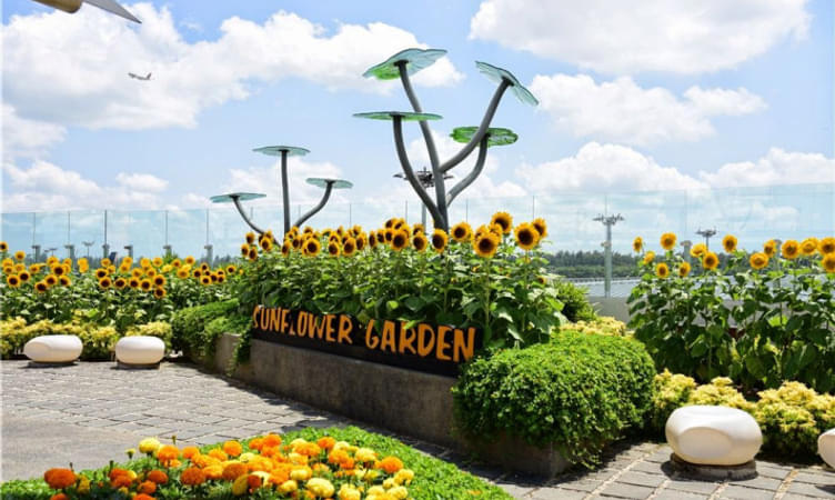Visit Sunflower Garden