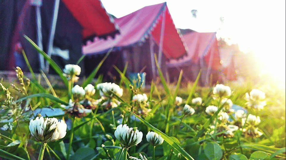 Camp Amidst Oak Trees in Dhanaulti near Mussoorie