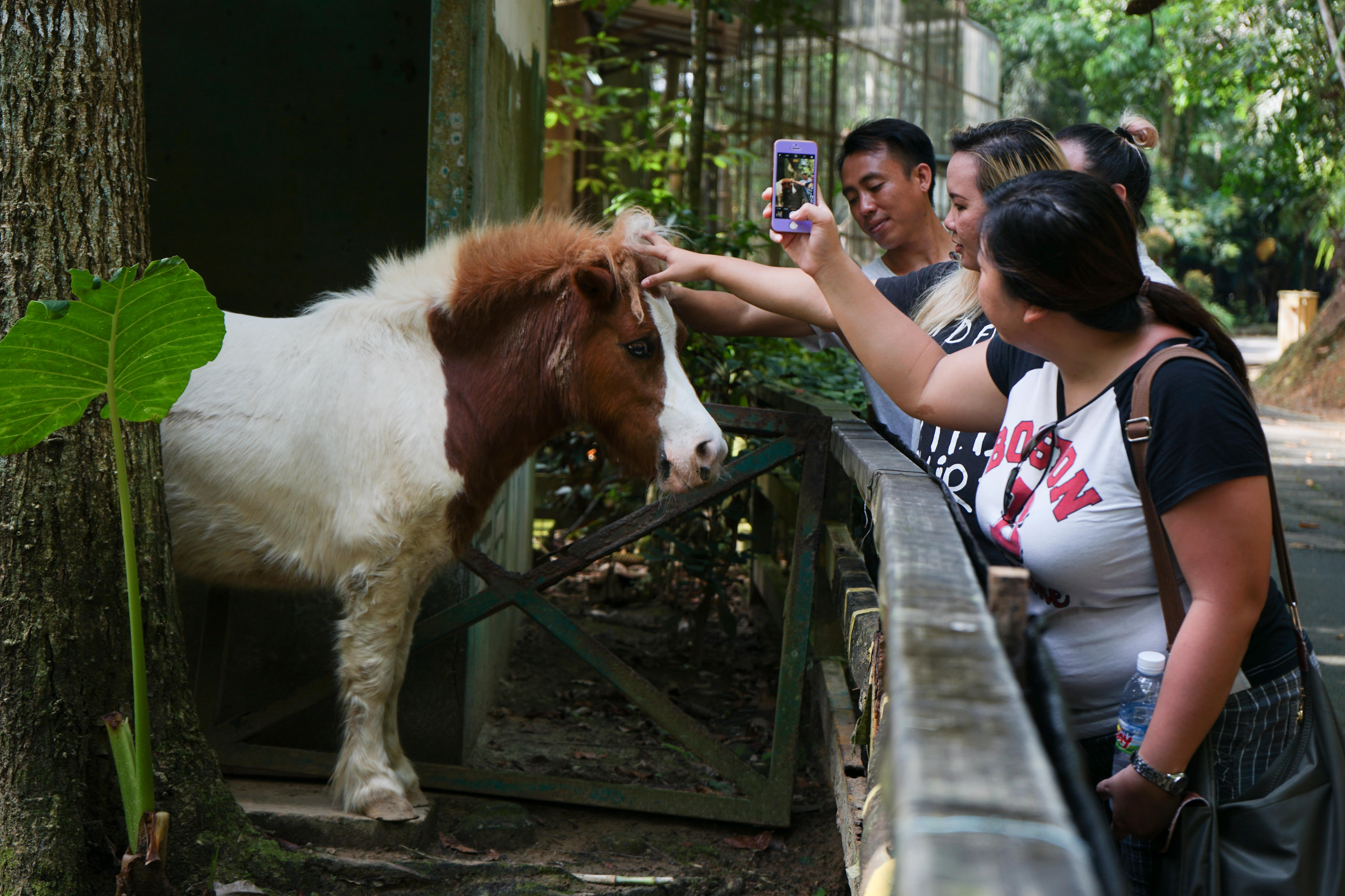 Lok Kawi Wildlife Park Tour Flat 20% off