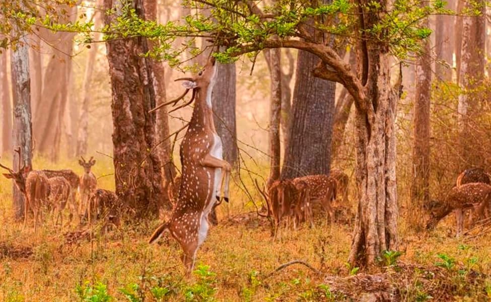 Mudumalai- 235 km from Bangalore