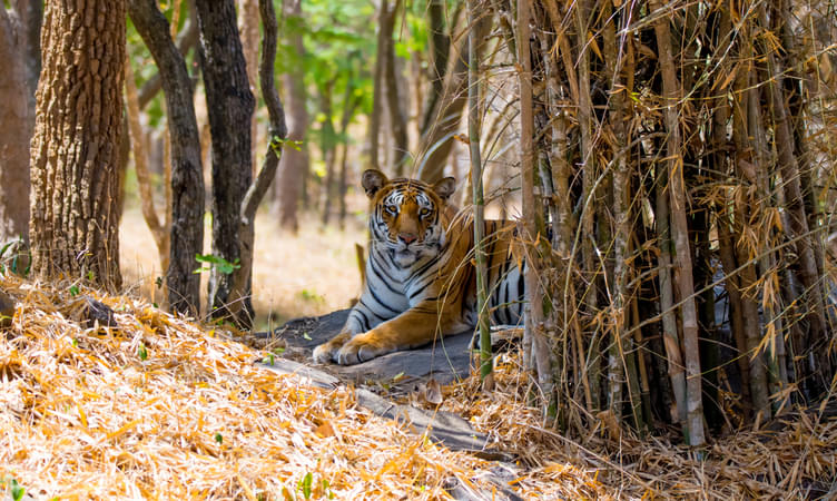 Bannerghatta National Park - 21 km from Bangalore