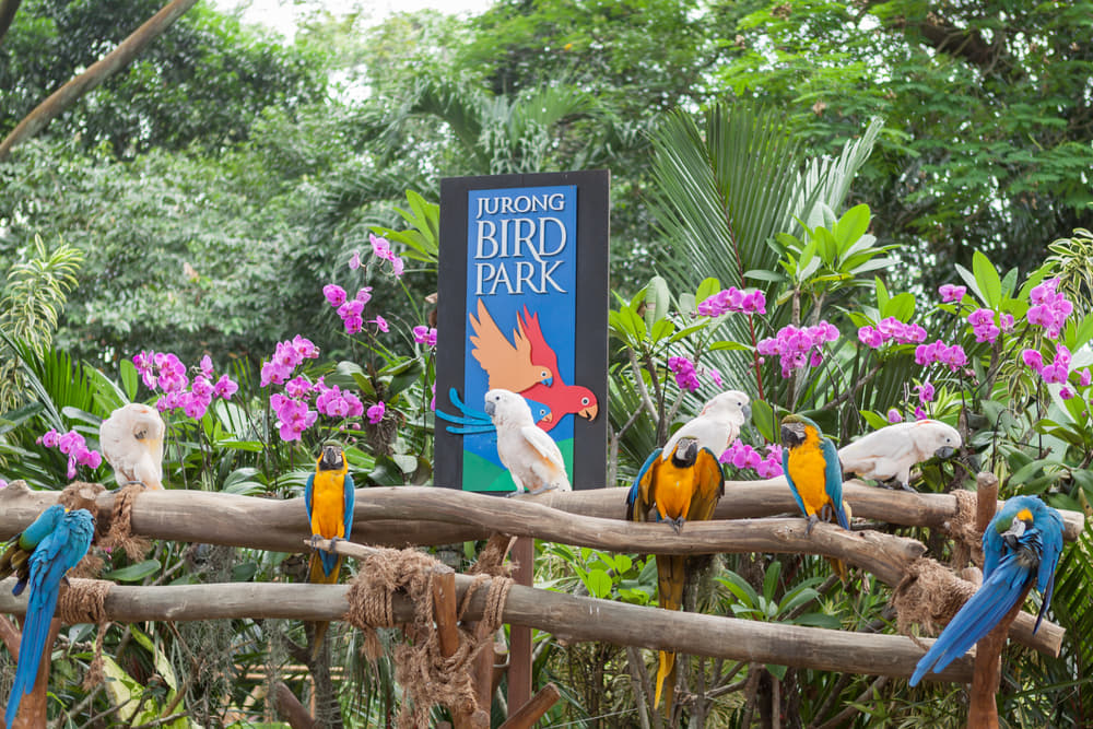 Spend an Evening at Jurong Bird Park
