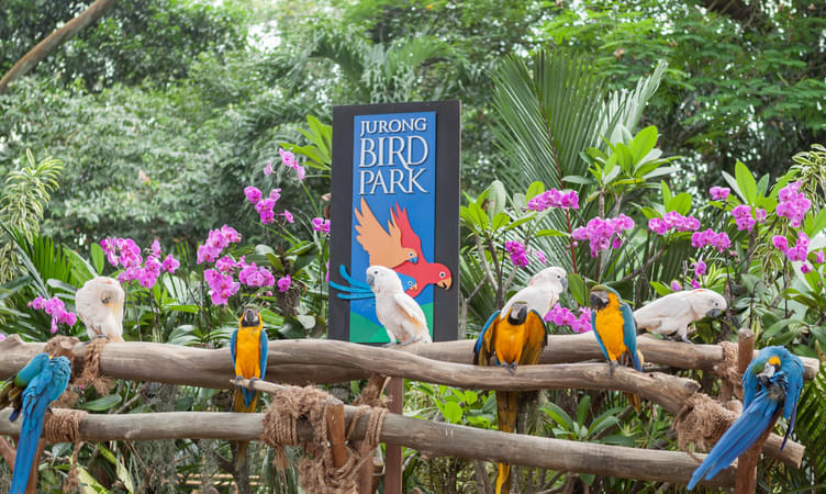 Spend an Evening at Jurong Bird Park