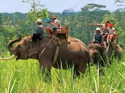 Elephant Safari in Jim Corbett | Book Online & Get Flat 20%