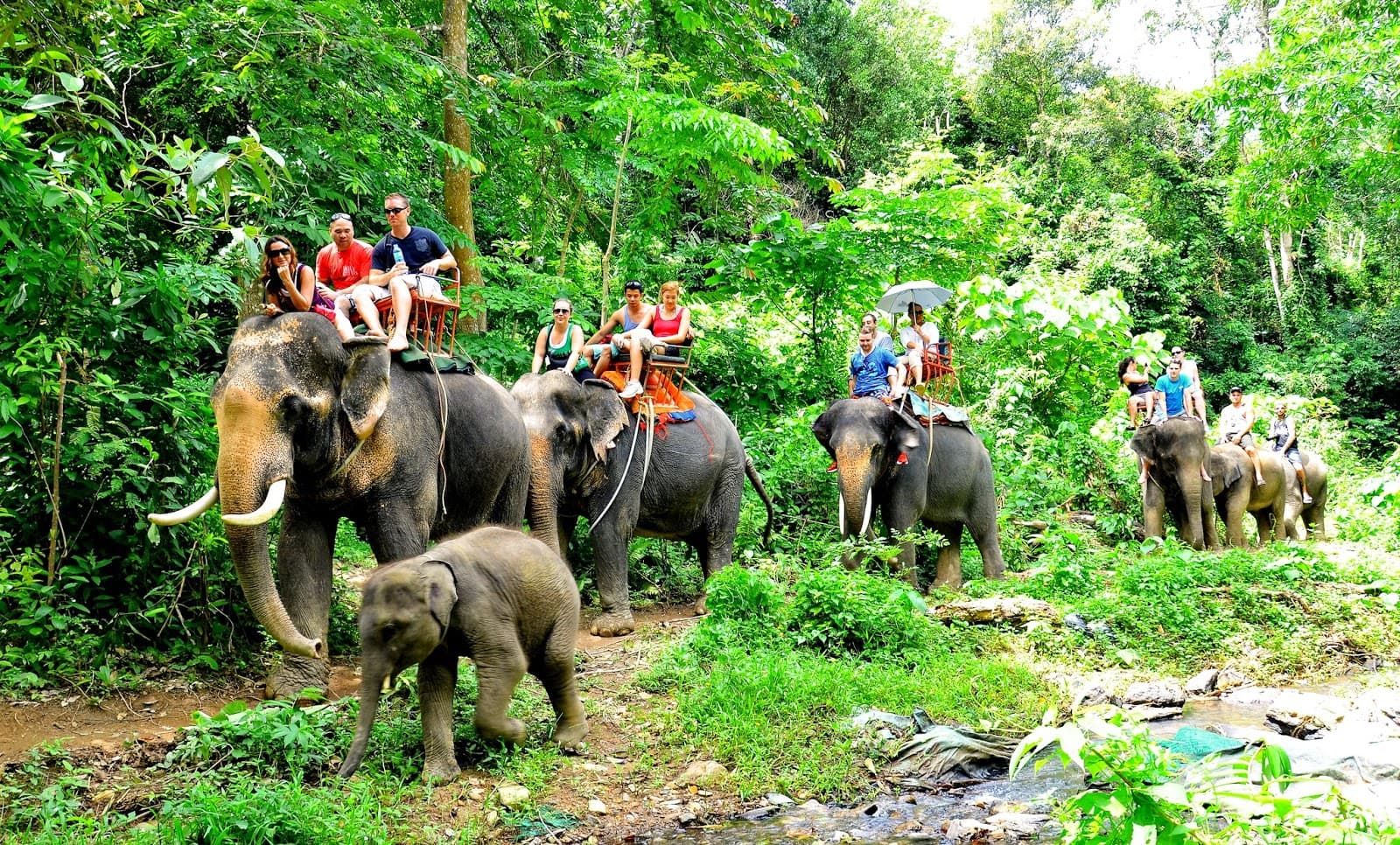 Elephant Trekking in Krabi - Tour, Rides, Bathing & Feeding