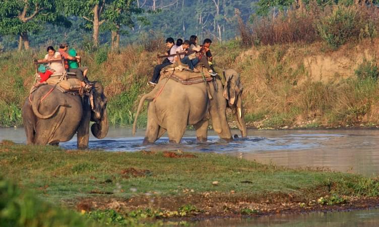 Take an Elephant Safari Tour