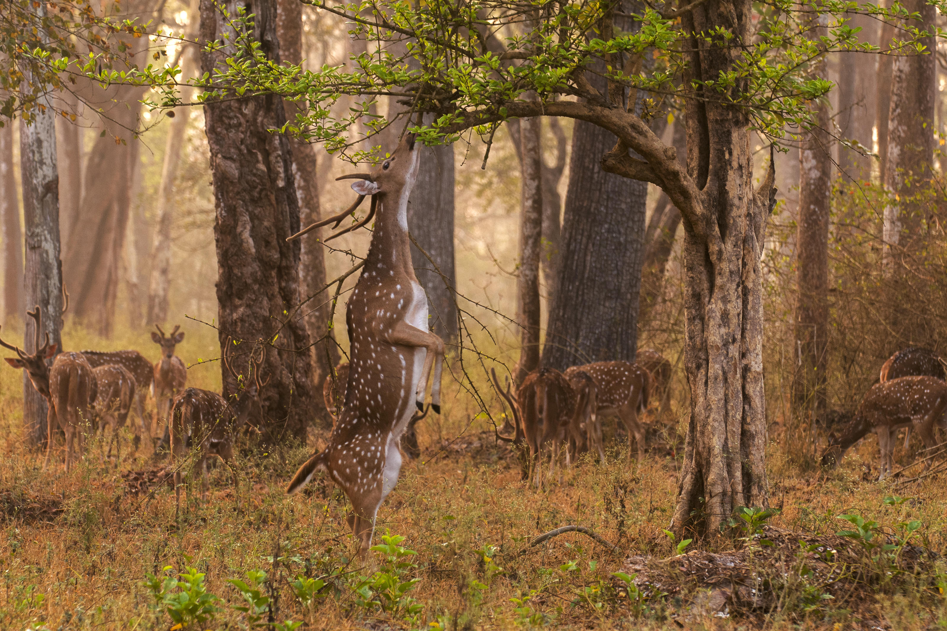 10 Things To Do In KABINI - 2024 Updated List