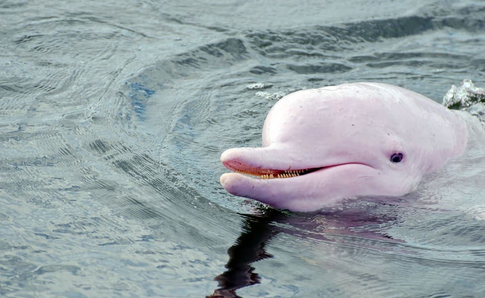 Meet the Pink Dolphin