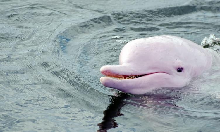 Meet the Pink Dolphin