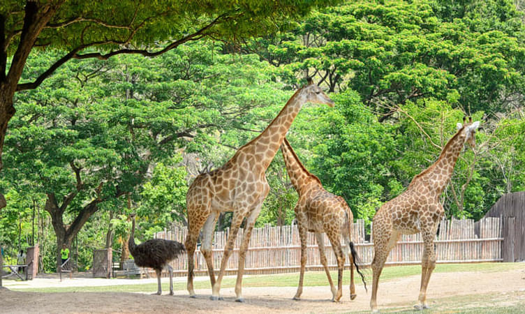 Khao Kheow Open Zoo, Pattaya