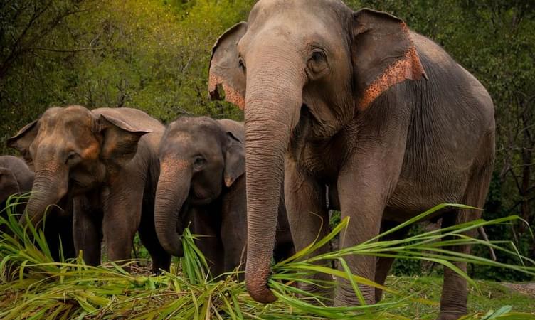 Elephant Jungle Sanctuary, Phuket 