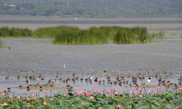 Ousteri Wetland and National Park