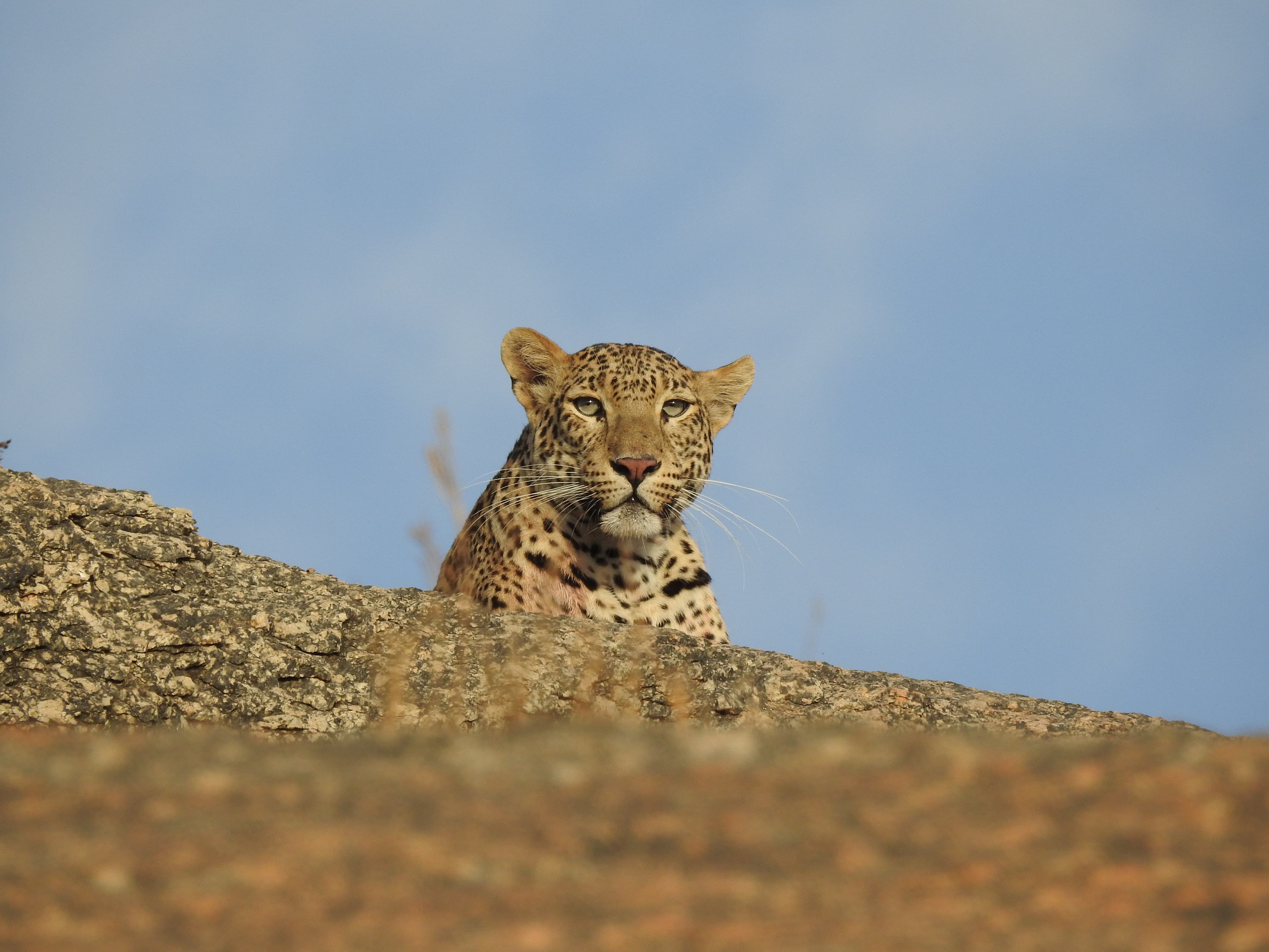 Leopard Safari in Bera, Jodhpur