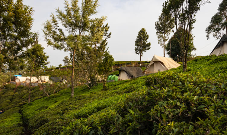 Camp at Tea Gardens