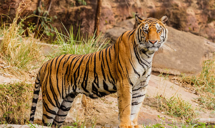 Visit Tiger View Jungle Camp 