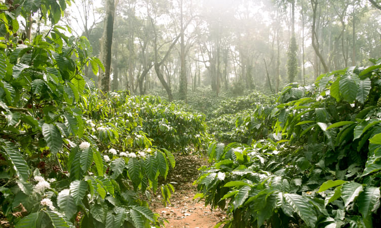 Coffee Plantations