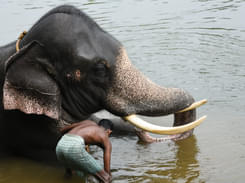 Kodanad Elephant Centre Day Trip-flat 33% off