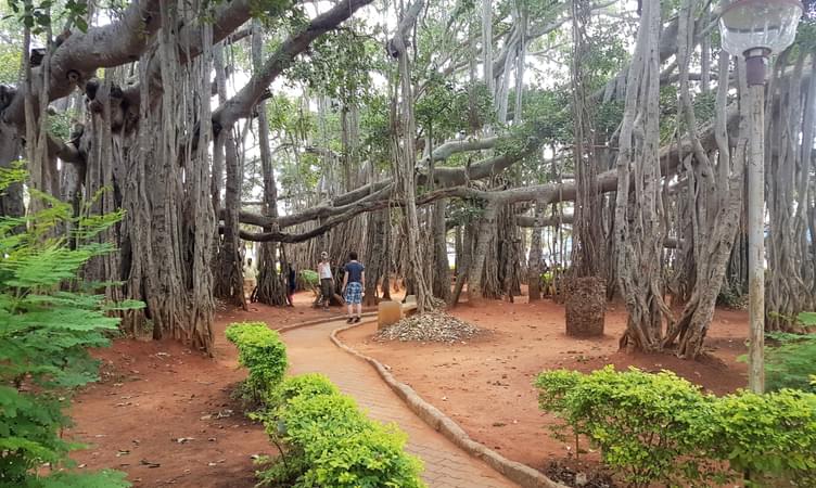 Big Banyan Tree (Dodda Alada Mara)