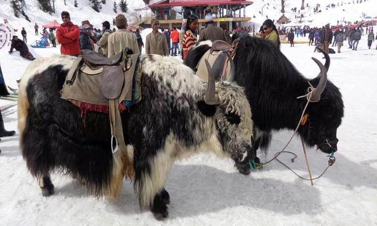 Ride a Yak in the Solang Valley