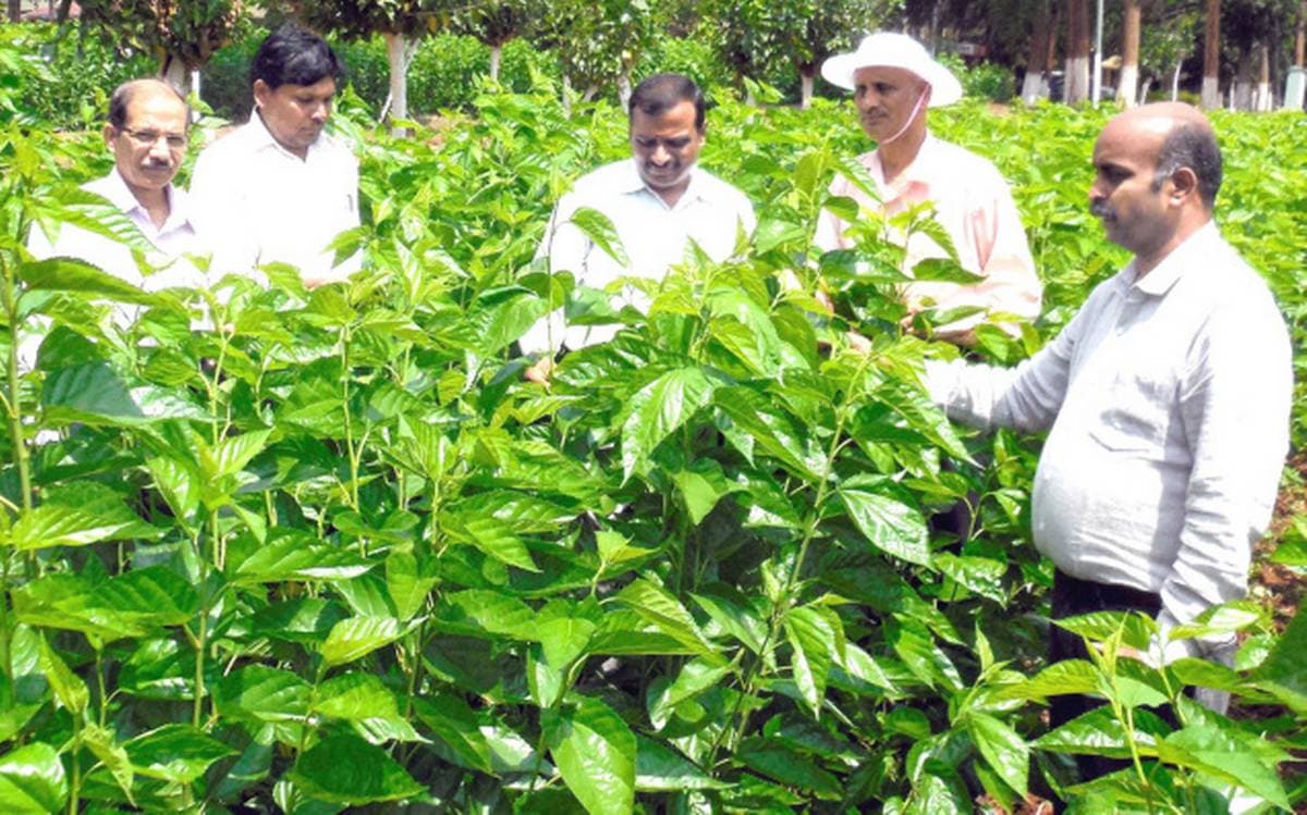 Government Silk Farm