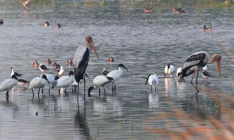 Sultanpur Bird Sanctuary - 52 km from Delhi