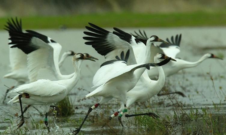Sultanpur Bird Sanctuary - 40 Km from Delhi