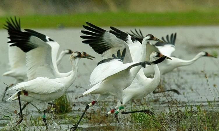 Sultanpur Bird Sanctuary - 45 km from Delhi 
