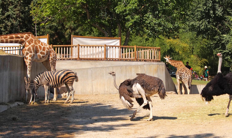 Explore Rajiv Gandhi Zoological Park