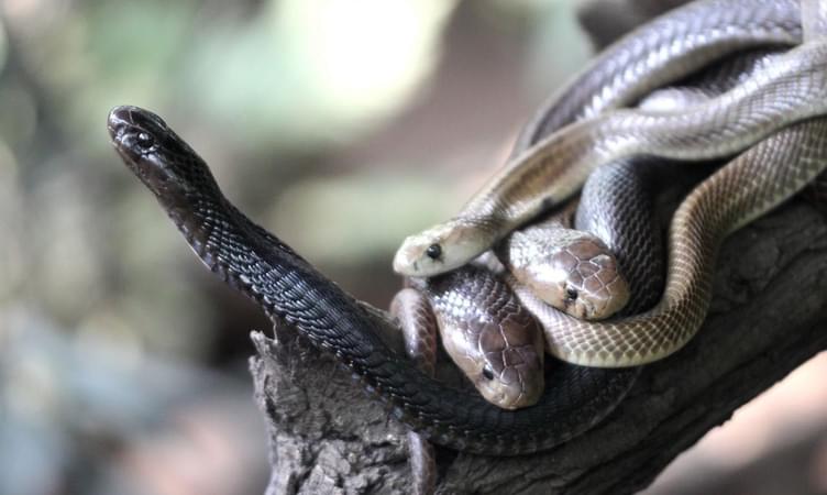 Visit the Katraj Snake Park