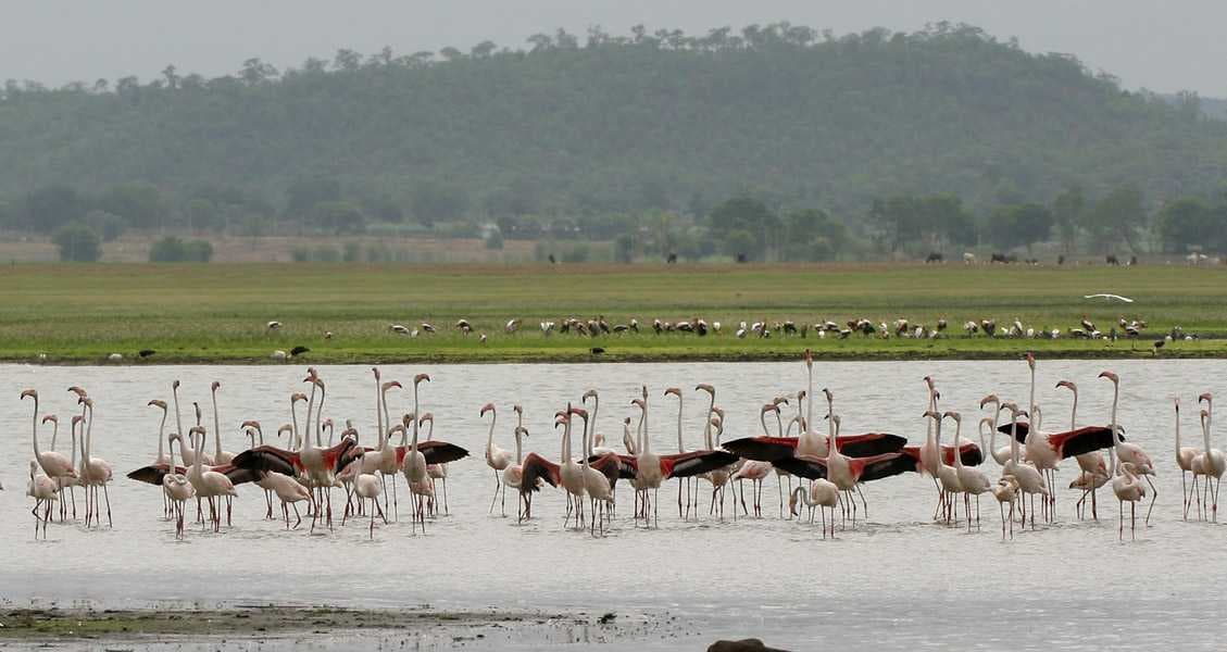 Pocharam Wildlife Sanctuary, Nizamabad