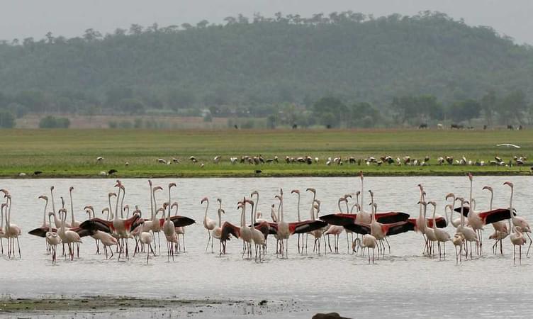 Pocharam Wildlife Sanctuary, Nizamabad