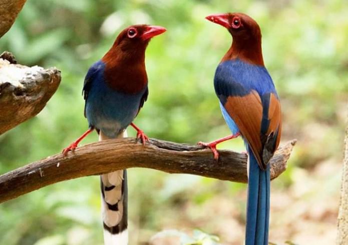 Udawattekele Forest Reserve Trekking | Book @ Flat 32% off