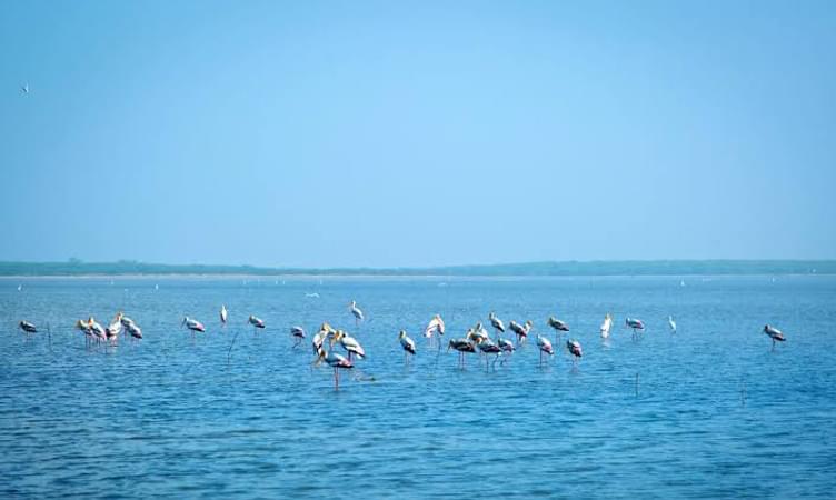Pulicat Lake (54 km from Chennai)