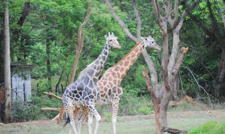 Arignar Anna Zoological Park (37 km from Chennai)