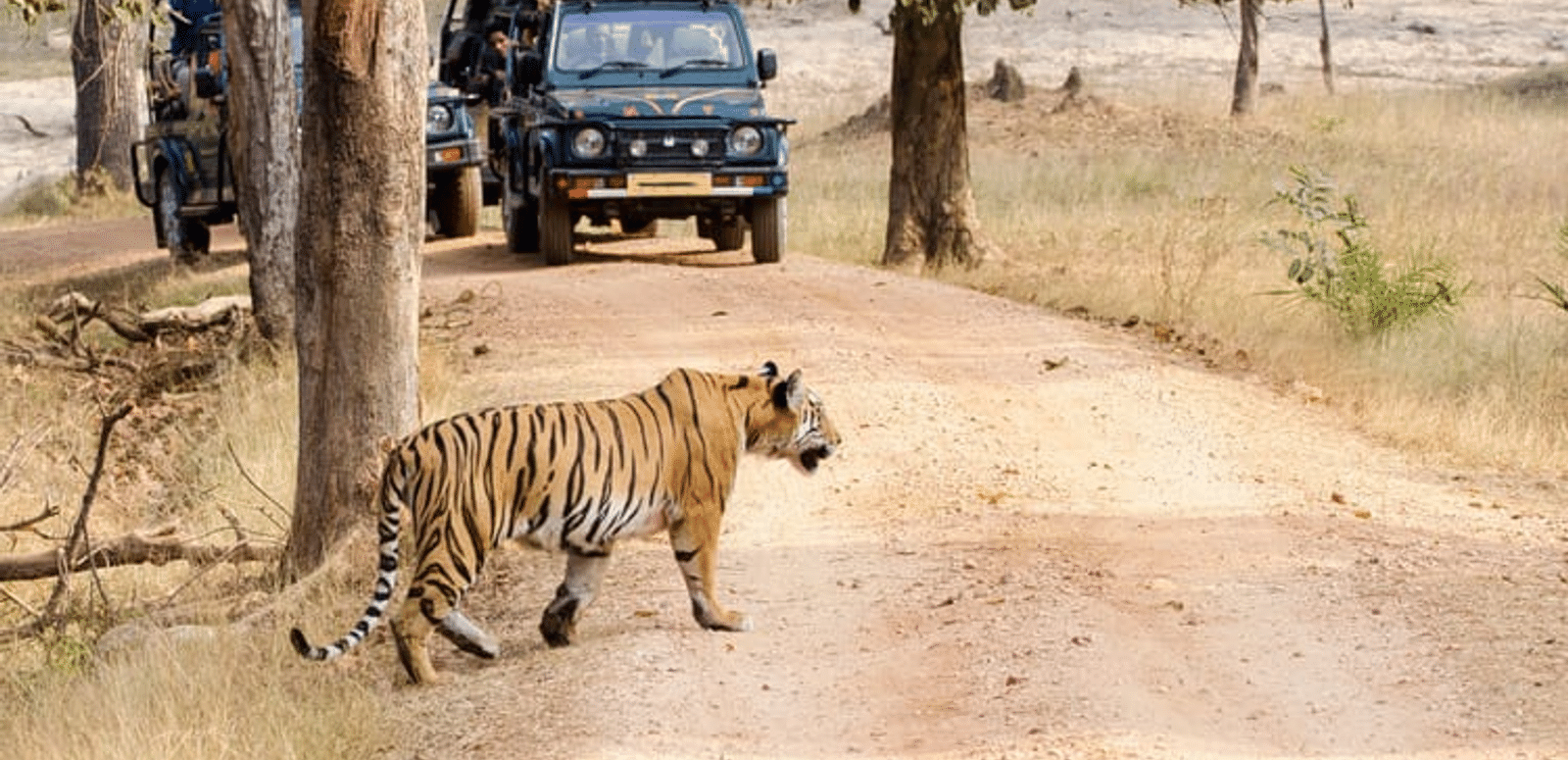 Camping With Jungle Safari In Bandhavgarh