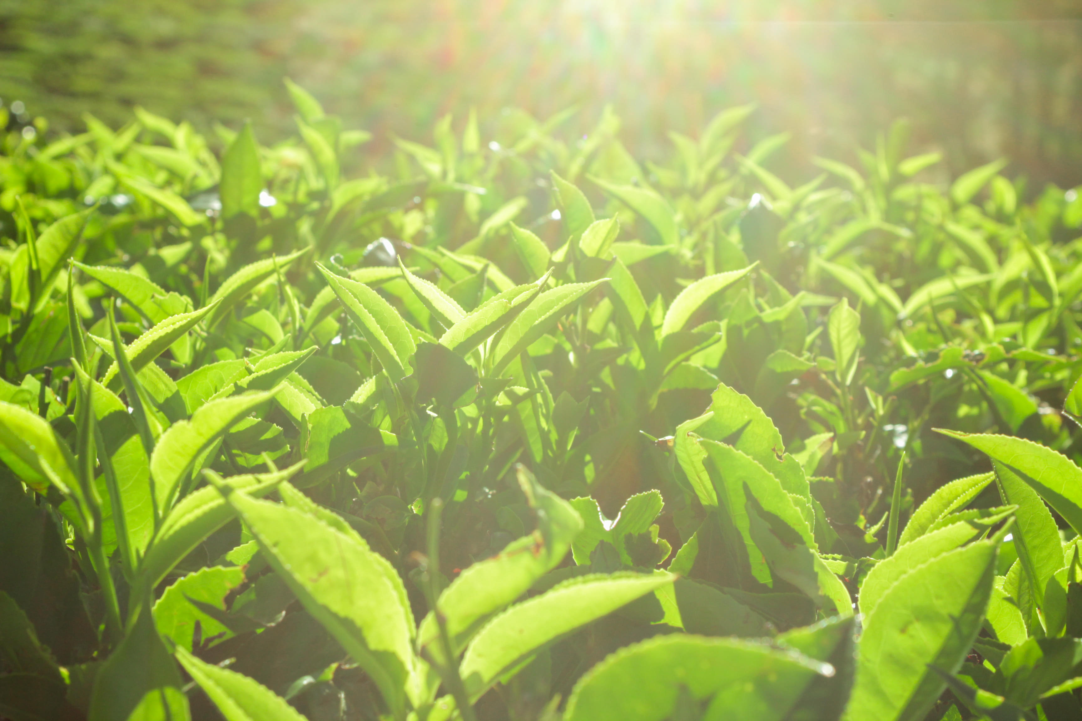 Kandy Tea Plantation Tour , Book Now @ Flat 10% off